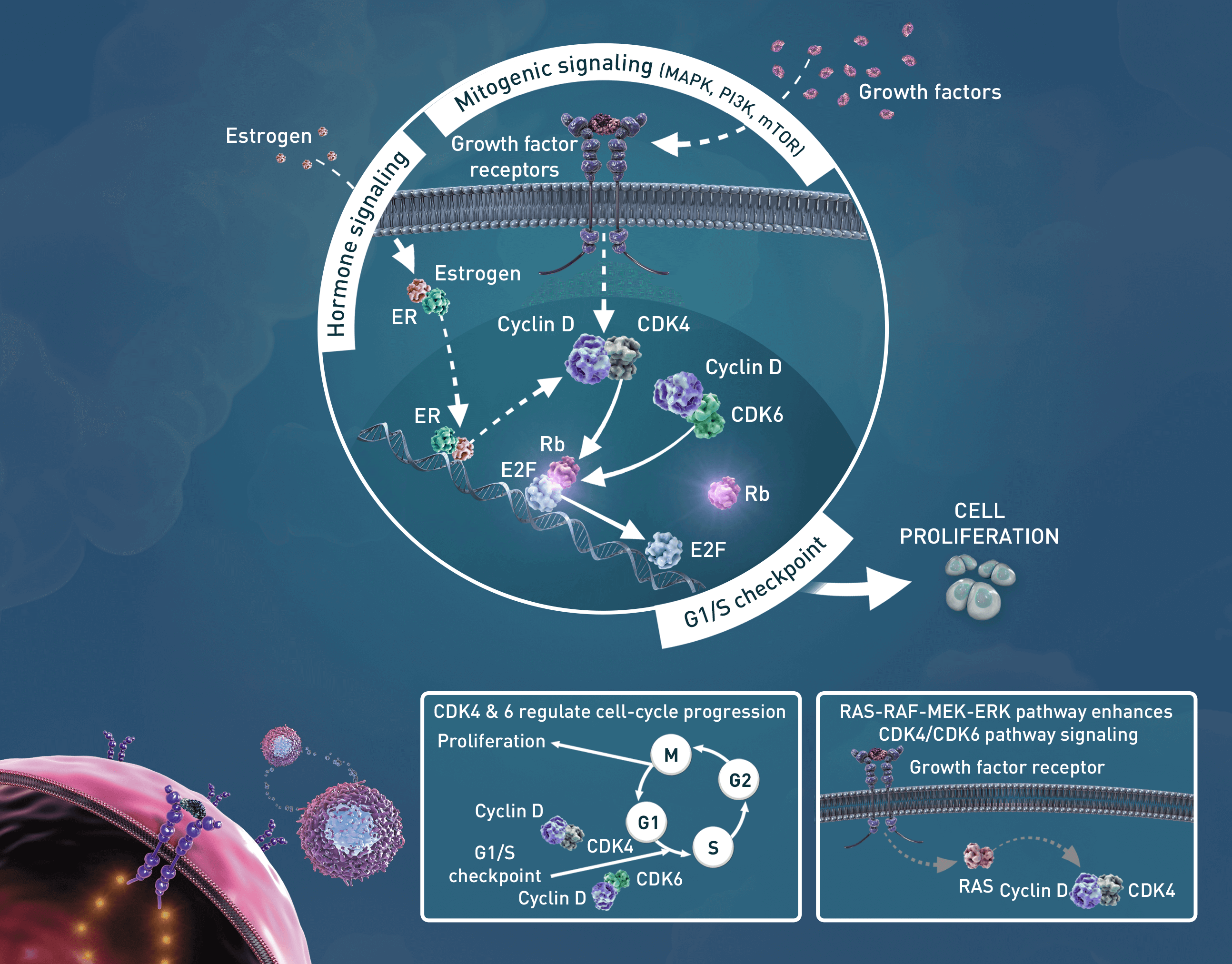 CDK4_&_6_Inhibitor_Abemaciclib