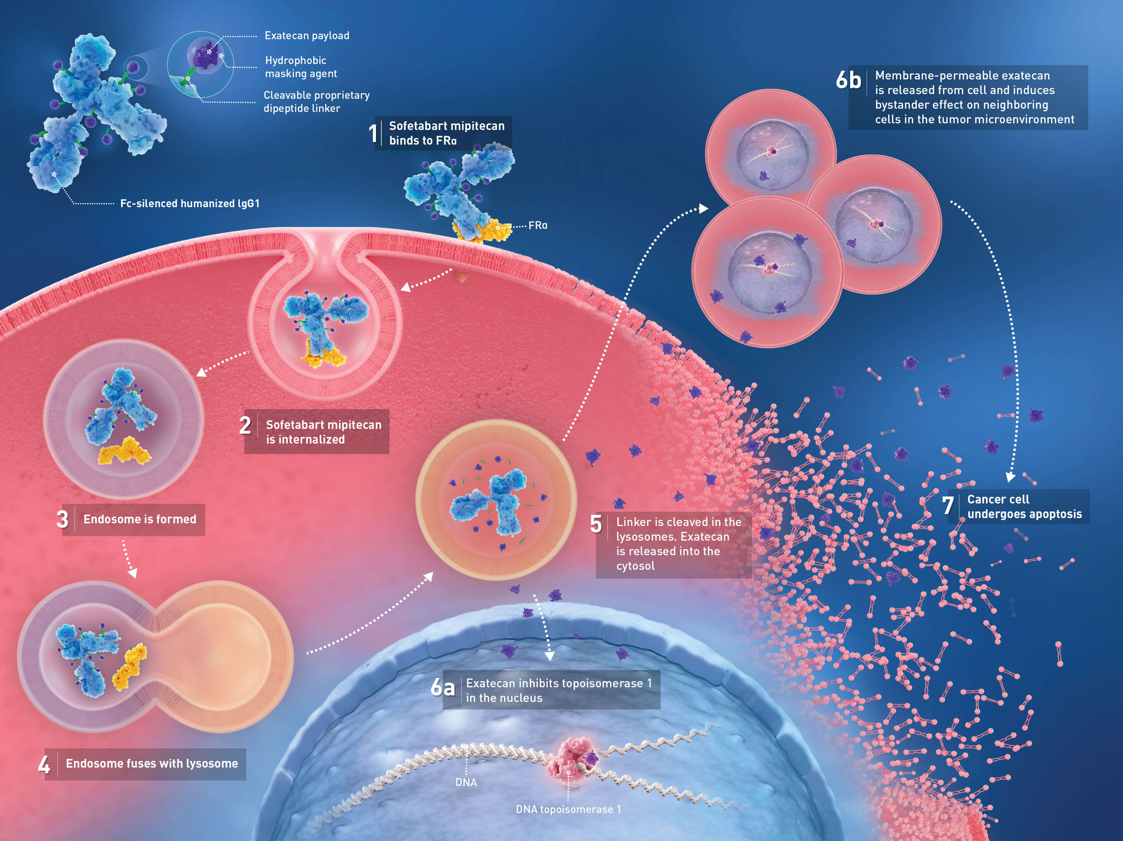 FRα Antibody-Drug Conjugate Molecule Overview - HCP | Lilly Oncology