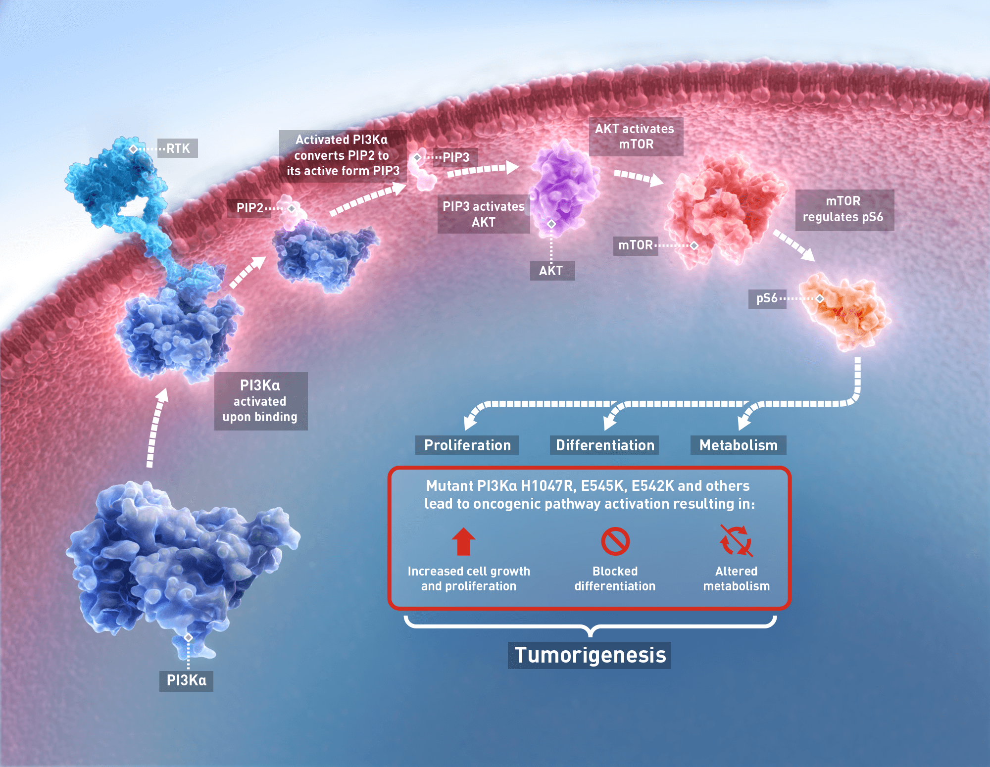 pan-mutant selective PIKα