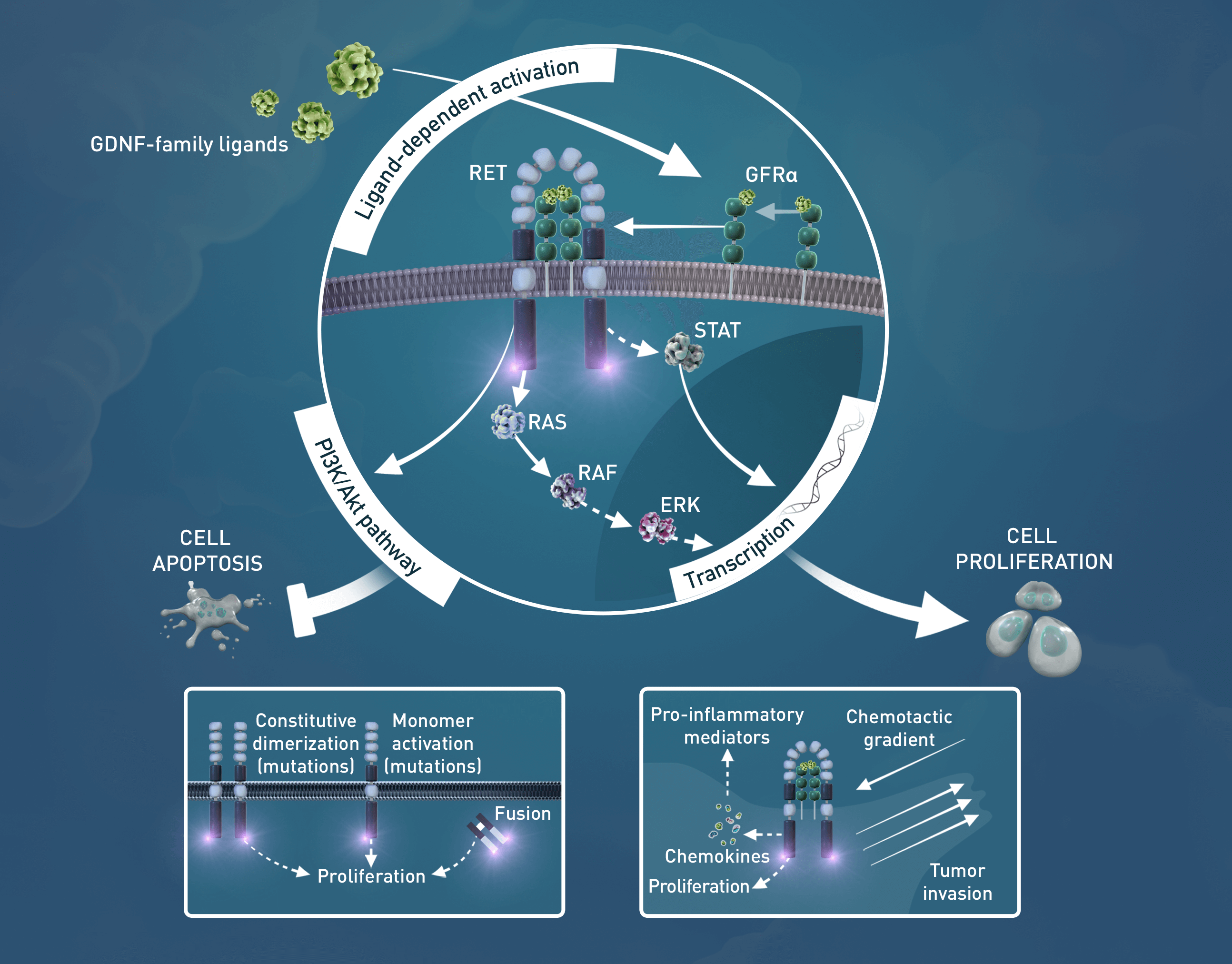 Next-Generation RET Inhibitor