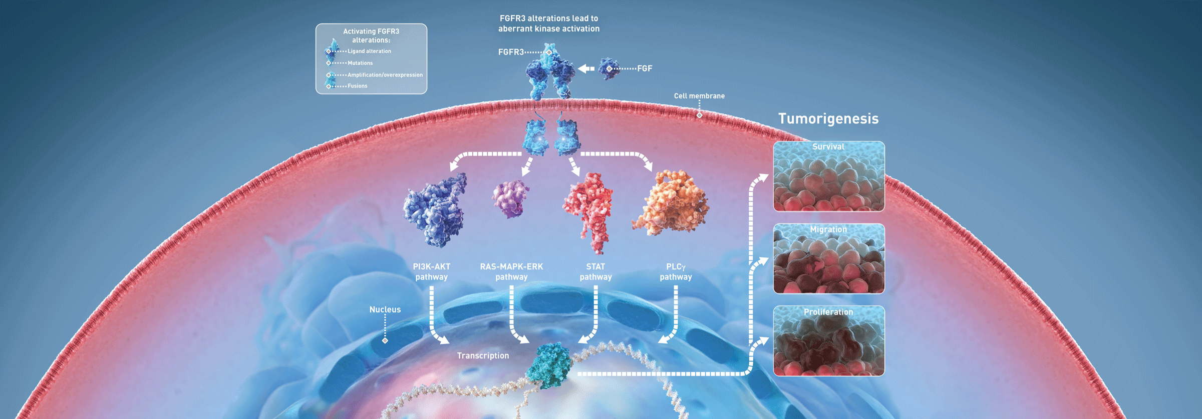 FGFR3_Inhibitor