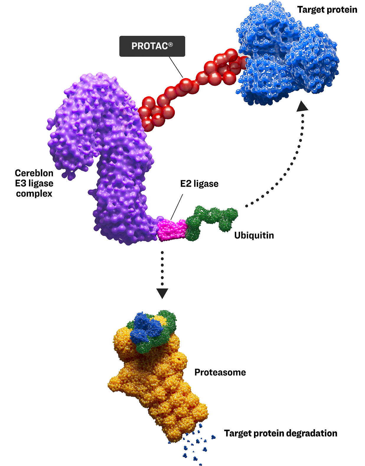PROTACs/ligand directed degraders