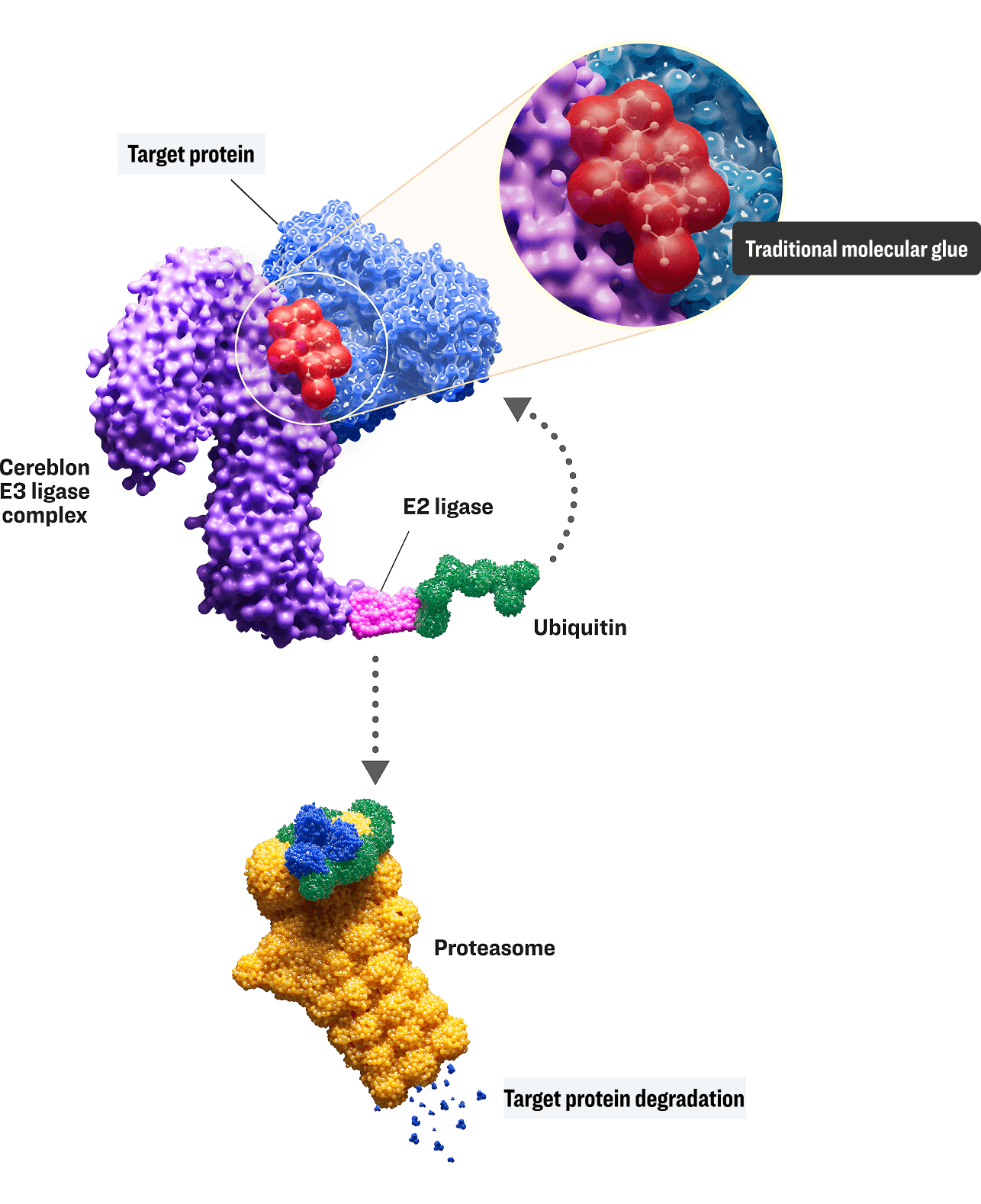Traditional molecular glue degraders